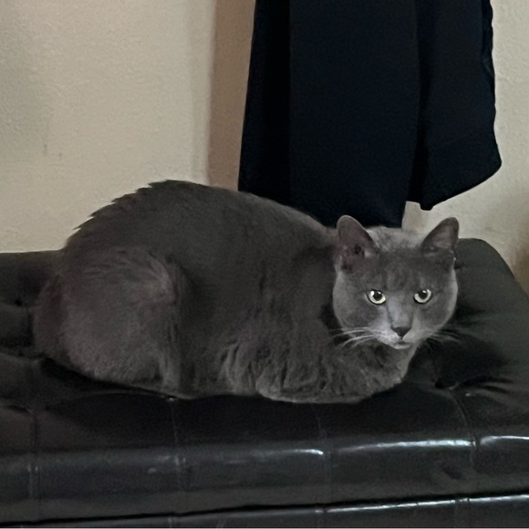 Meet your Posher, Kasandra - Picture 3 of 3